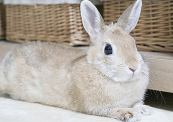 渡辺動物病院